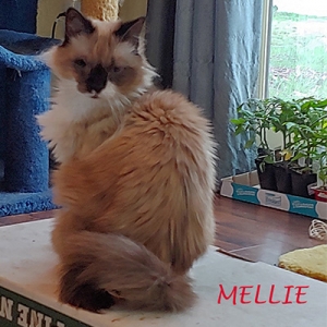 Mel 400