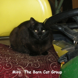 Miro Caption