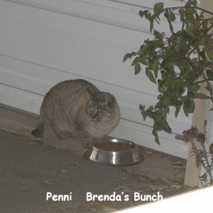BG-Penny