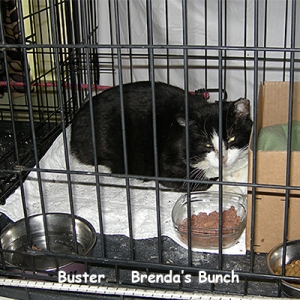 BG-buster