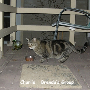 BG-charlie