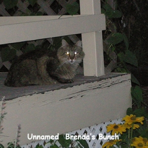 BG-unknown