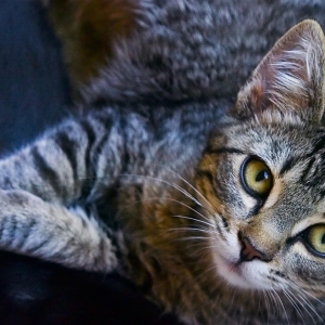 Elsa