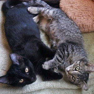 Enzo-Elsa