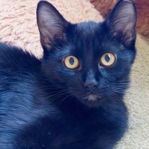 Enzo