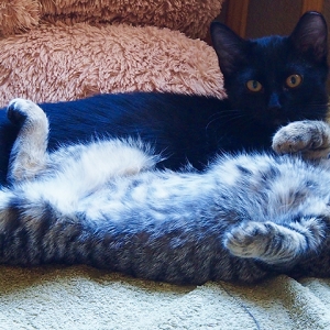 enzo-elsa-2
