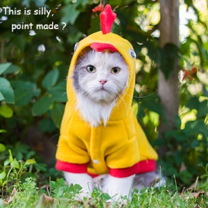 cat-chicken-costume