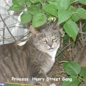 O-HS-Princess