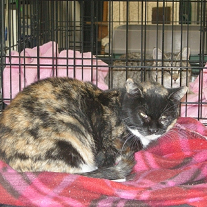 itsy-tootsie
