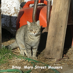 MS-bitsy