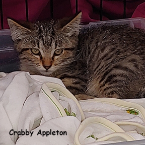 SU-Appleton