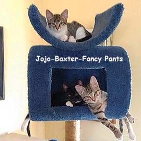SU-Baxter-JoJo-Fancy