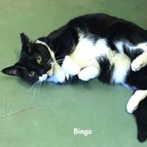 SU-Bingo
