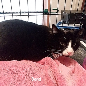 SU-Bond