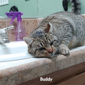 SU-Buddy