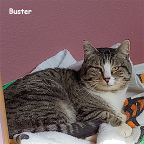 SU-Buster