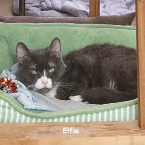 SU-Elf