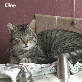 SU-Ellroy
