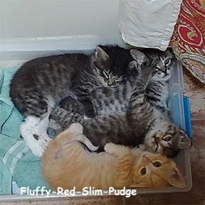 SU-Fluffy-Red-Slim-Pudge