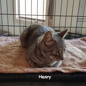 SU-Henry