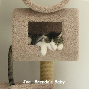 Joe showed up in Brenda's shed. It was obvious he was very shy, not feral. It was love at first sight for Brenda. Maybe for Joe too, that is after he had 1 eye removed. Joe's the best!