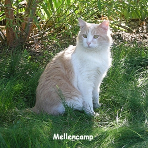 We thought Mellencamp was feral until one day he meowed and brushed my leg. After a month of "nice" kitty, don't bite, training. He was adopted out to James
