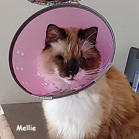 SU-Mellie