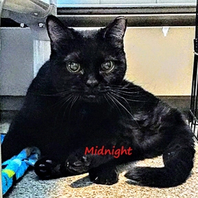 SU-Midnight-