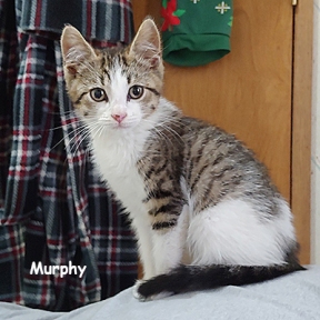 SU-Murphy