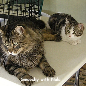 Nala was trapped in Brenda's shed. She was 6 months and feral. Smoochy has helped socialize many feral kitties, well mostly girl kitties.