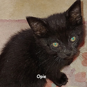 SU-Opie