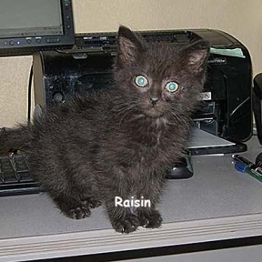 SU-Raisin