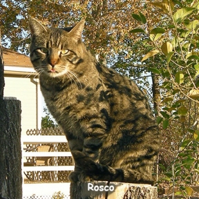 Rosco was taken in as a feral kitten, then he grew up. Suddenly no one cared. He showed up with a nasty wound and was turned over to ECC for medical care and adoption.