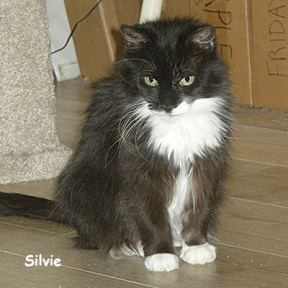 SU-Silvie