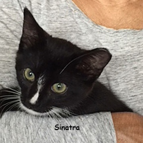 SU-Sinatra