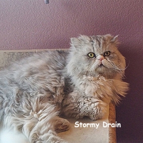 SU-Stormy