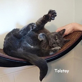 SU-Tolstoy-