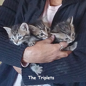 SU-Triplets