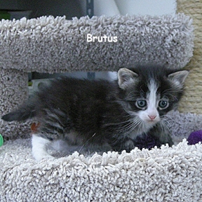 SU-brutus