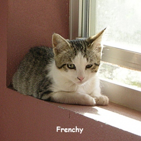 SU-frenchie