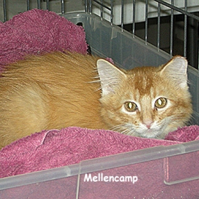 SU-mellencamp