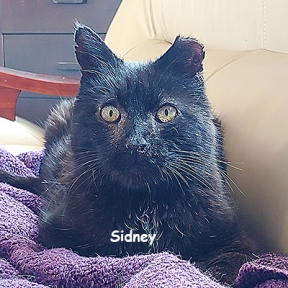 SU-sidney