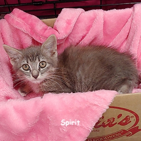 SU-spirit