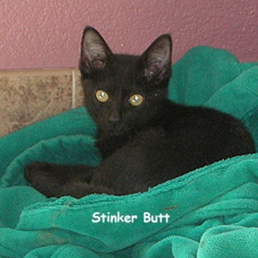 SU-stinker-butt-